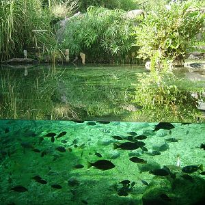 Crocodile Pool - Edge of Africa