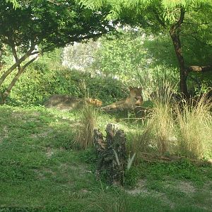 African Lionesses - Edge of Africa