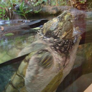 Alligator Snapping Turtle - Aquarium/Reptile Complex