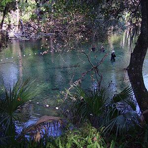 Manatee Rescue - Blue Springs State Park