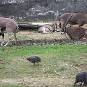 Cape Oryx (Oryx gazella) with Helmeted Guineafowl (Numida meleagris)