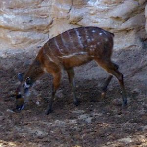 Sitatunga (Tragelaphus spekei)
