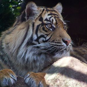 Sumatran tiger