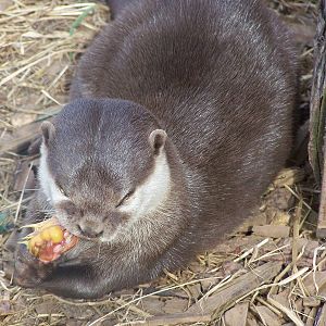 Oriental Small-clawed Otter
