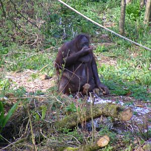 Gambira the Orangutan at Paignton Zoo, 13 April 2009