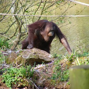Gambira the Orangutan at Paignton Zoo, 13 April 2009