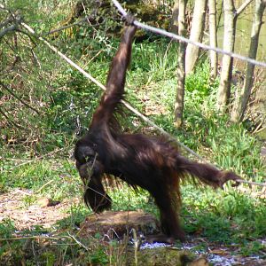 Demo the Orangutan at Paignton Zoo, 13 April 2009