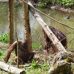 Mali and Demo the Orangutans at Paignton Zoo, 13 April 2009