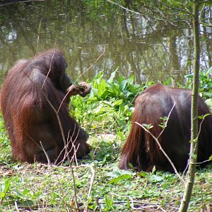 Mali and Demo the Orangutans at Paignton Zoo, 13 April 2009