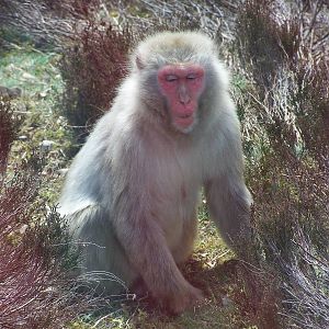 Japanese macaque