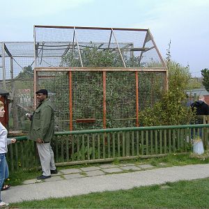 Squirrel Monkey- Animalarium