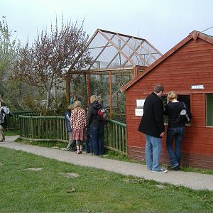 Marmoset -Animalarium