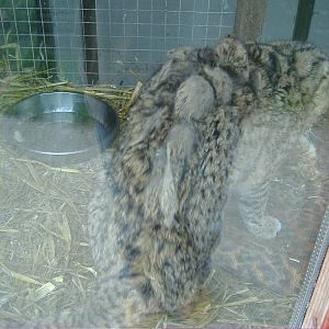 Geffroys Cat- Animalarium