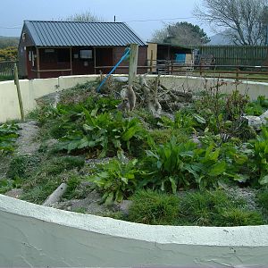 Meerkat and Dwarf Mongoose Animalarium