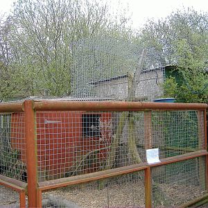 Red Fox cage Animalarium