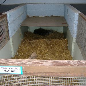 Porcupine cage Animalarium