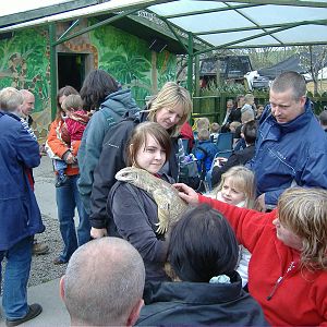 Monitor Reptile Display Animalarium