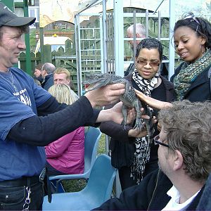 Caiman reptile display Animalarium