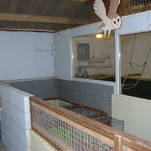 Rabbits and vervet monkey Animalarium