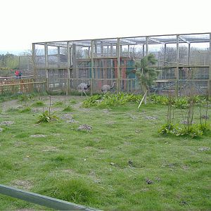 Rhea Paddock, with leopard behind Animalarium