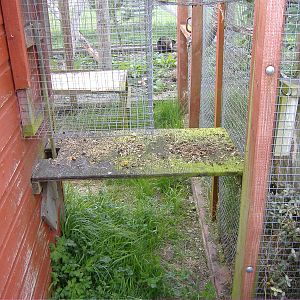 Squirrel Monkey Animalarium