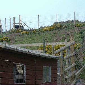 Red Lechwe Animalarium