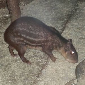 Common Paca at Newquay Zoo 11/04/09