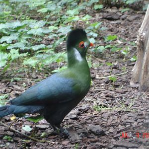 White-cheeked Turaco - Tauraco leucotis