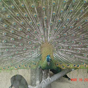 Green Peafowl - Pavo muticus