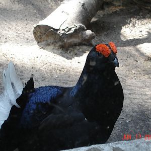 Black Grouse - Tetrao tetrix (male)