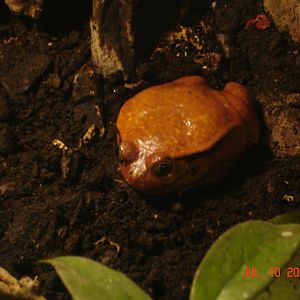 Tomatoe frog - Dyscophus antongilii