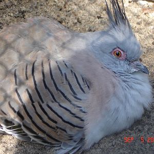 Crested pigeon - Ocyphaps lophotes