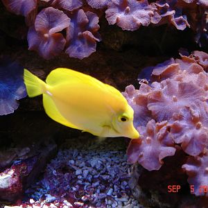 Zebrasoma flavescens