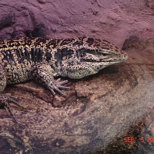 Gold tegu - Tupinambis teguixin