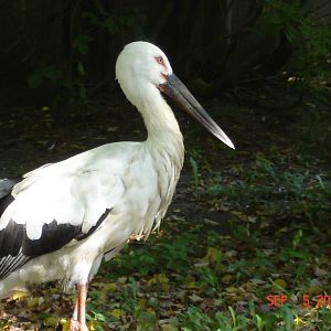 Oriental stork - Ciconia boyciana