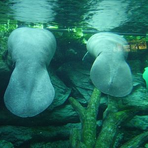 Florida Manatees - Manatee Springs