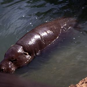 Pygmy hippo (Hexaprotodon liberiensis)