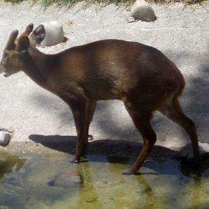 Common muntjack (Muntiacus muntjack)