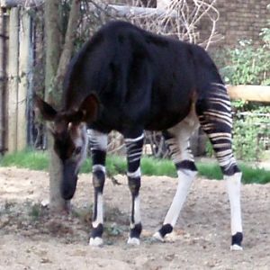 Okapi (Okapia johnstoni)