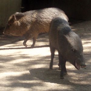 Collared Peccary (Tayassu tacaju)