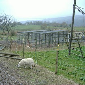 Gibbon Enclosures Cefn-yr-Erw