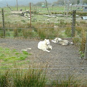 Wolf enclosure Cefn-yr-Erw