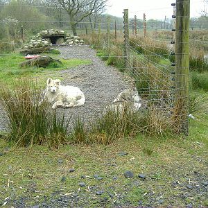Wolf Enclosure Cefn-yr-Erw