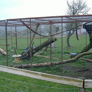 Mangabeys Cefn-yr-Erw
