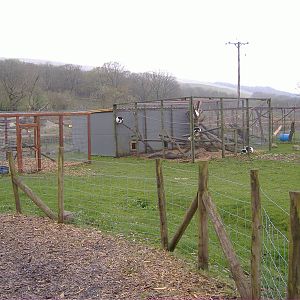 Lemurs and mangabeys Cefn-yr-Erw