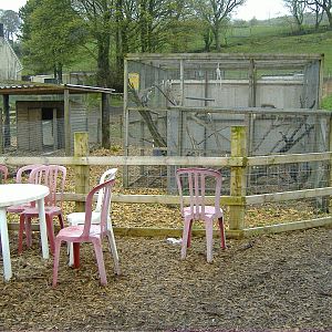Vervet Monkey and Porcupines Cefn-yr-Erw
