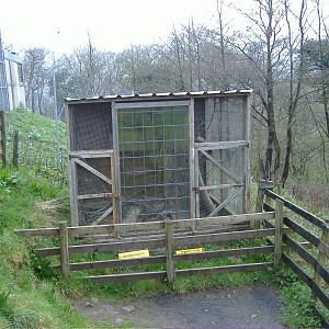 Marmoset Cefn-yr-Erw