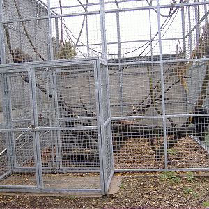 Mandrill and Spider Monkey Cefn-yr-Erw
