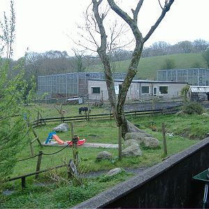 Chimp Cages Cefn-yr-Erw