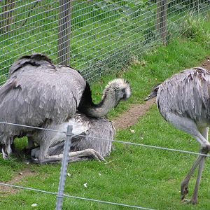 Odd Rhea Mating
